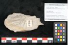Foto (Objekt + Etikett) von Lycopodites palaeoselaginella Ettingshausen (NHMW-GEO-2024-0188-10336)